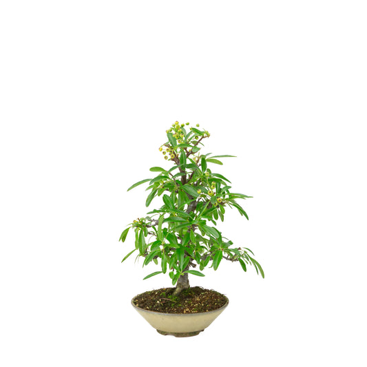 Pyracantha angustifolia (Ildtorn) beige rund pot, højde ~32 cm