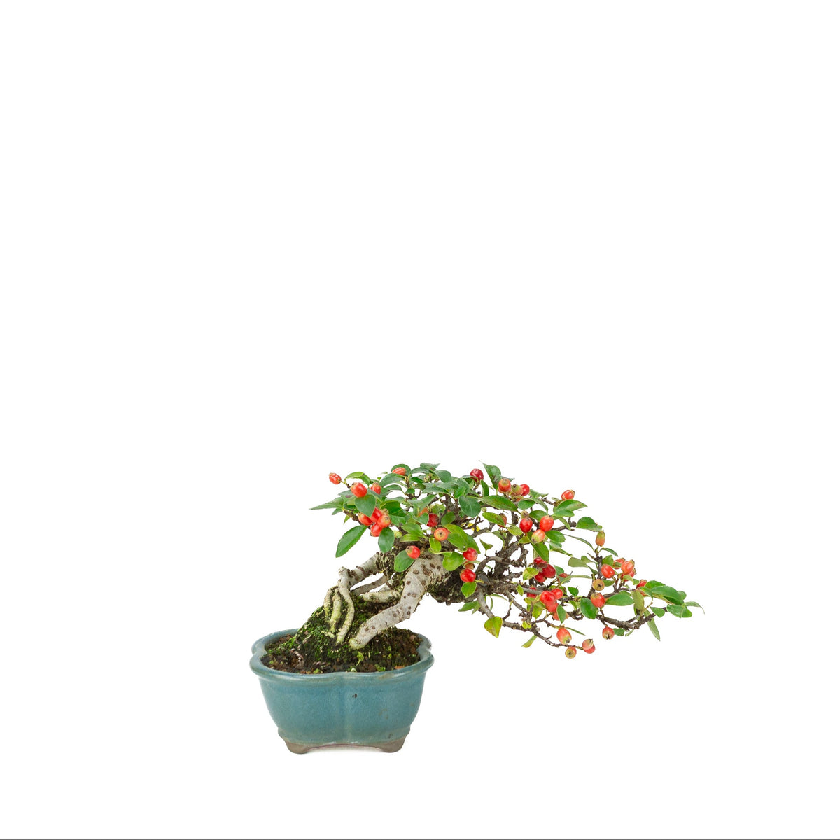 Cotoneaster horizontalis (Dværgmispel) blå lotus potte, højde ~15cm