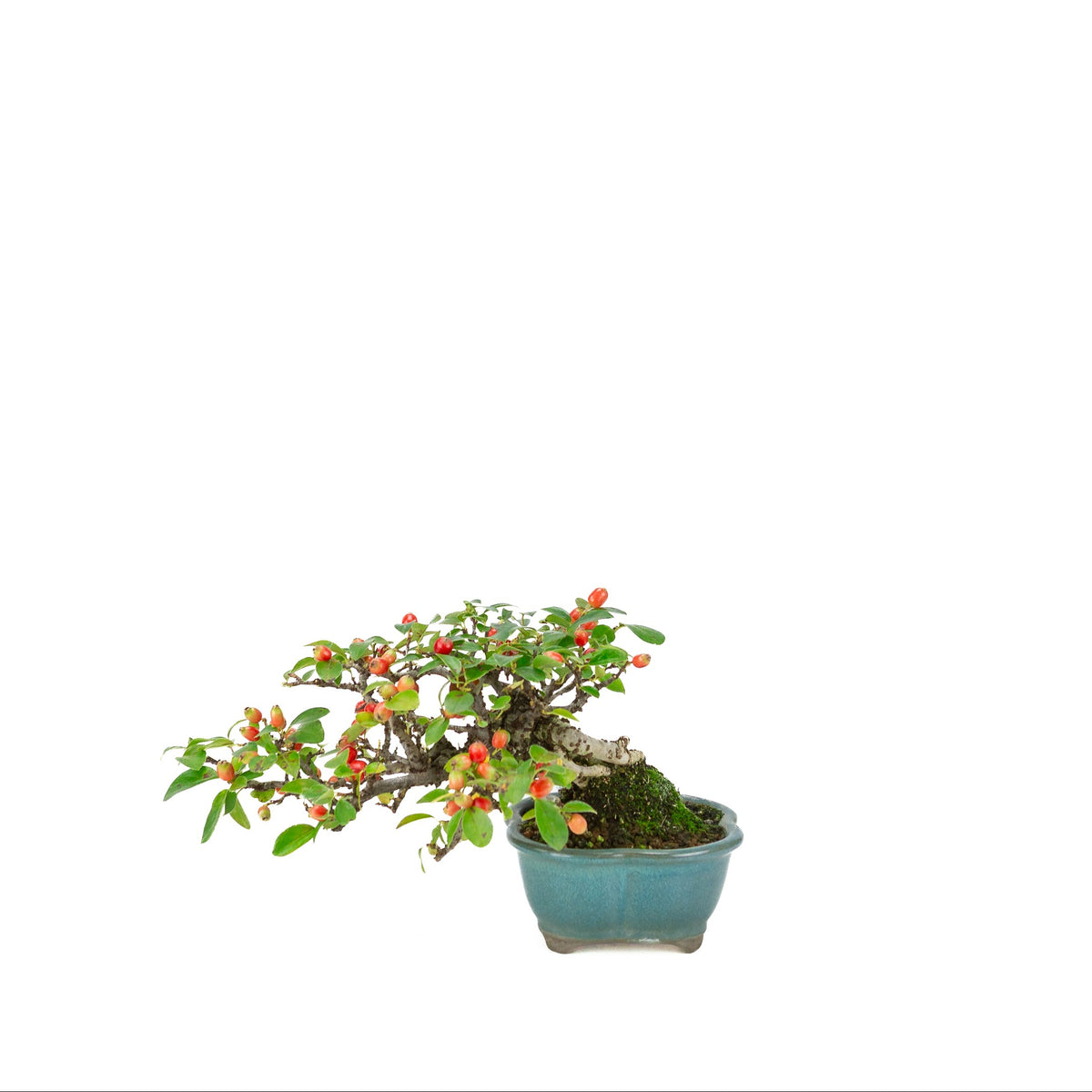 Cotoneaster horizontalis (Dværgmispel) blå lotus potte, højde ~15cm
