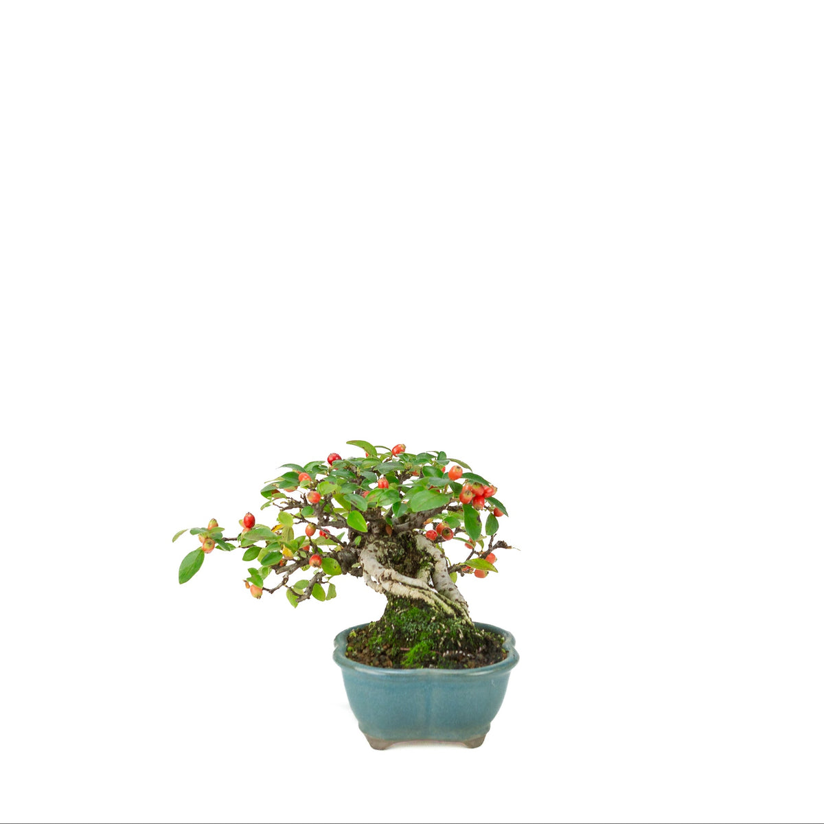 Cotoneaster horizontalis (Dværgmispel) blå lotus potte, højde ~15cm