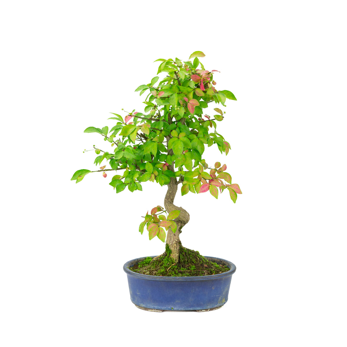 Euonymus alatus (Vingebladet benved) blå oval potte, højde ~40cm