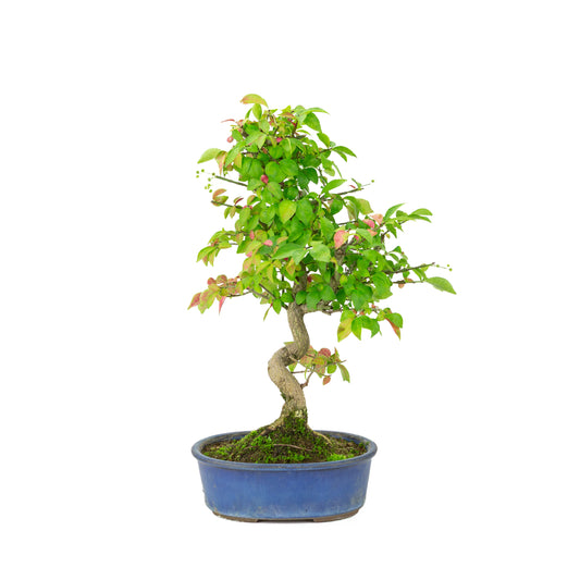 Euonymus alatus (Vingebladet benved) blå oval potte, højde ~40cm