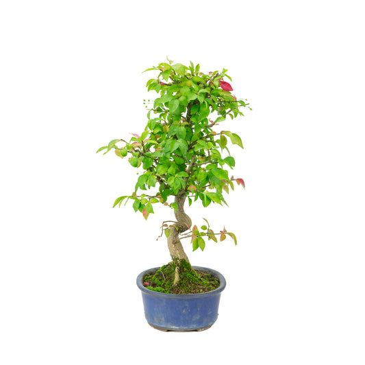 Euonymus alatus (Vingebladet benved) blå oval potte, højde ~40cm