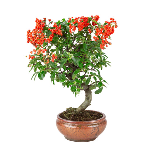 Pyracantha angustifolia (Ildtorn) bronzeret rund potte, højde ~46cm