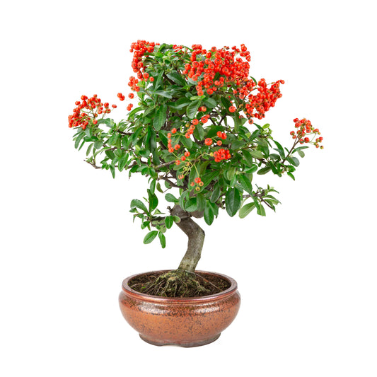 Pyracantha angustifolia (Ildtorn) bronzeret rund potte, højde ~46cm