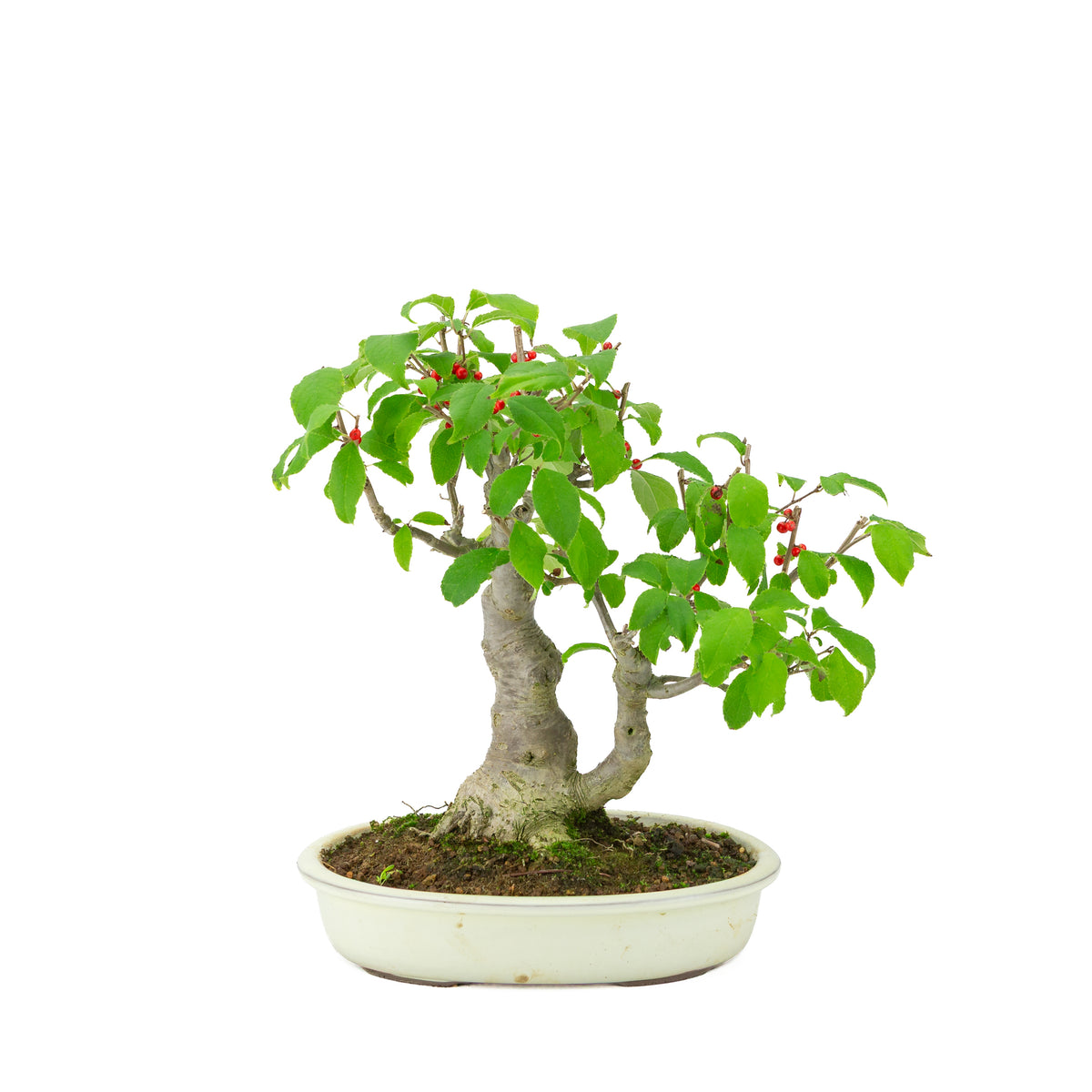 Ilex serrata i cremehvid oval krukke, højde ~34 cm