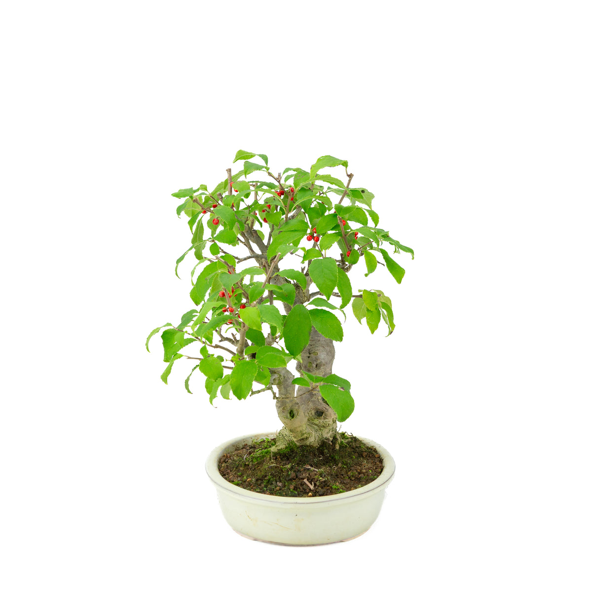 Ilex serrata i cremehvid oval krukke, højde ~34 cm
