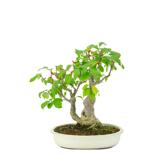 Ilex serrata i cremehvid oval krukke, højde ~34 cm