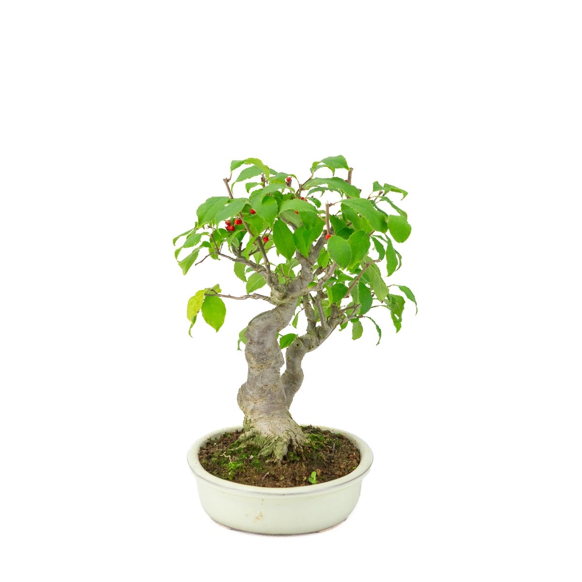 Ilex serrata i cremehvid oval krukke, højde ~34 cm
