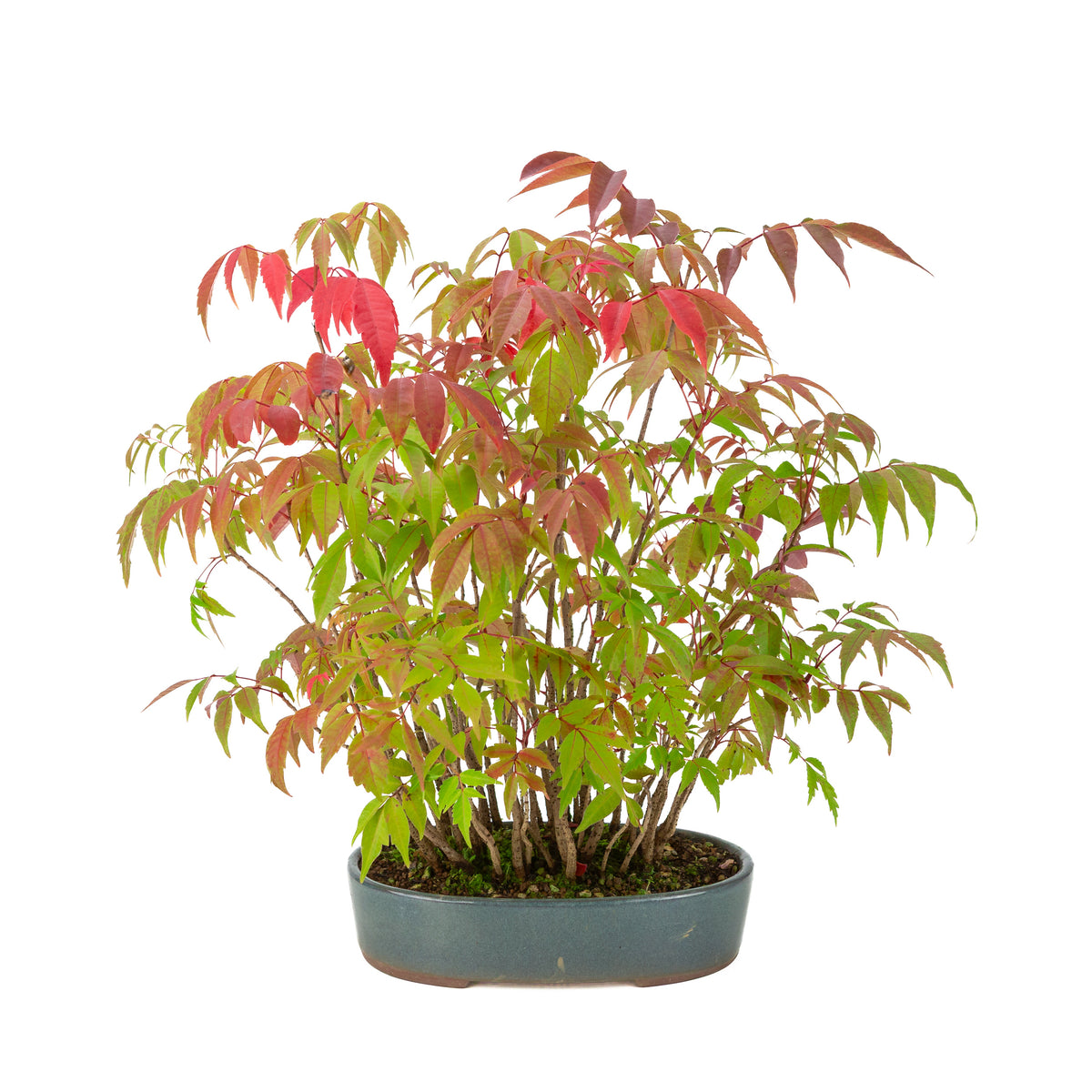 Rhus succedanea (Japansk laktræ), blå oval potte, højde ~39cm