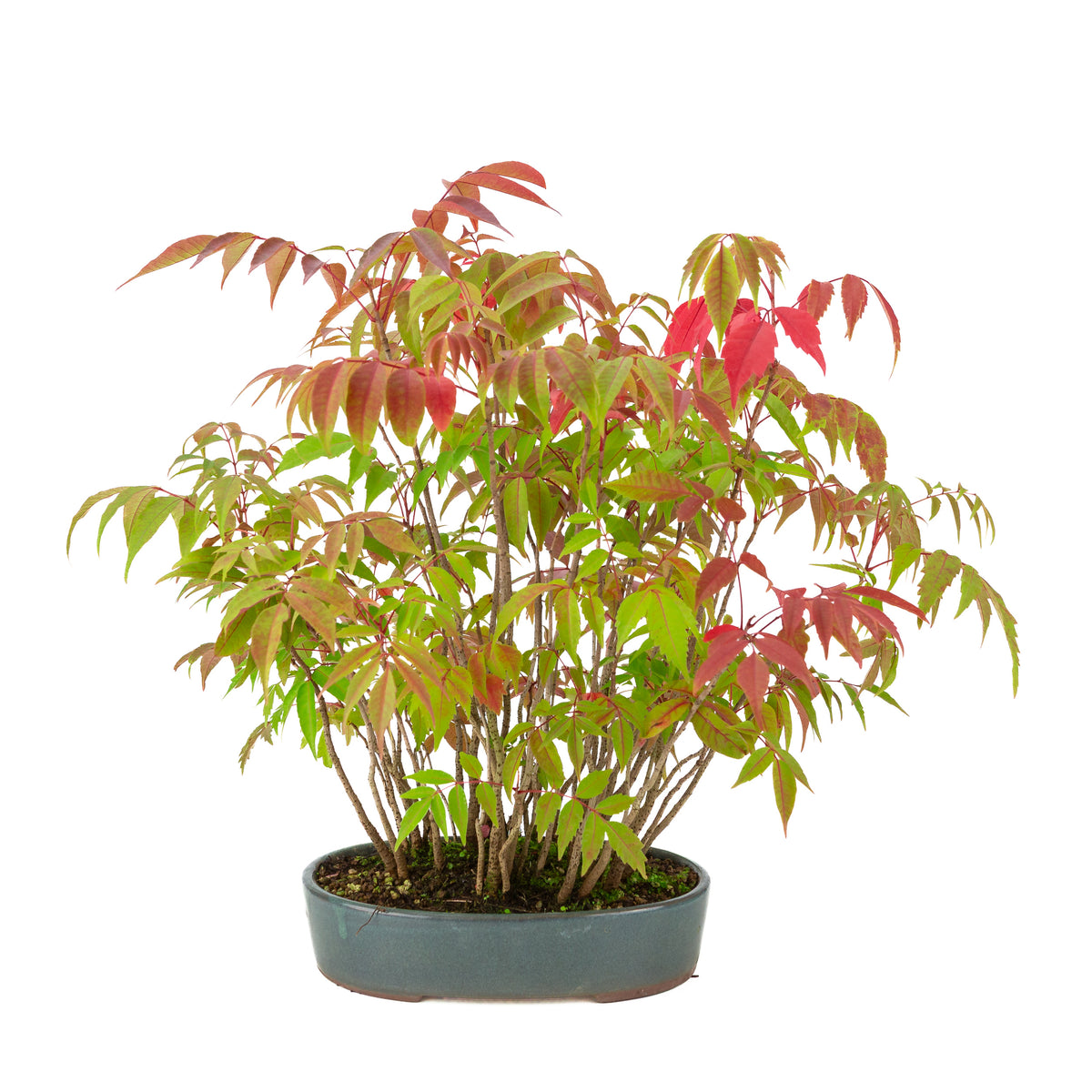 Rhus succedanea (Japansk laktræ), blå oval potte, højde ~39cm