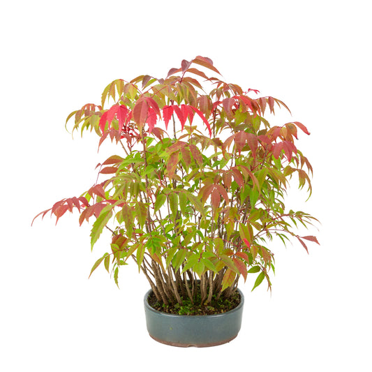 Rhus succedanea (Japansk laktræ), blå oval potte, højde ~39cm