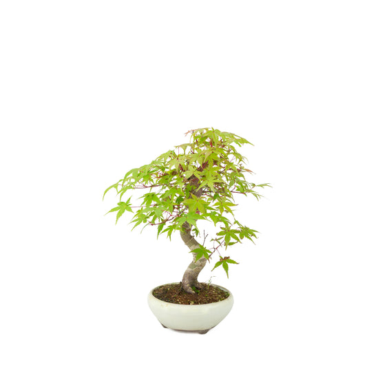 Acer palmatum Deshojo (japansk ahorn) i rund cremefarvet potte, højde ~30 cm