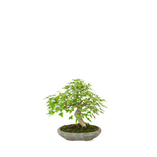 Acer buergerianum (tre-tands-ahorn) i blå oval potte, højde ~21 cm