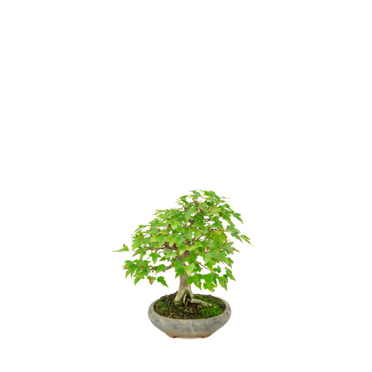 Acer buergerianum (tre-tands-ahorn) i blå oval potte, højde ~21 cm