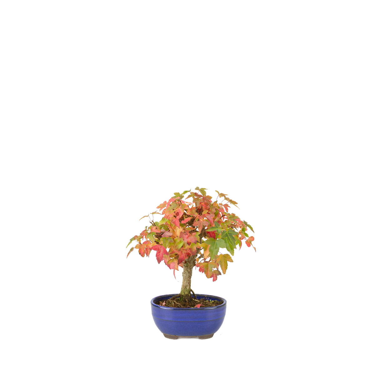 Acer buergerianum (tretandet løn) blå oval potte, højde ~21 cm
