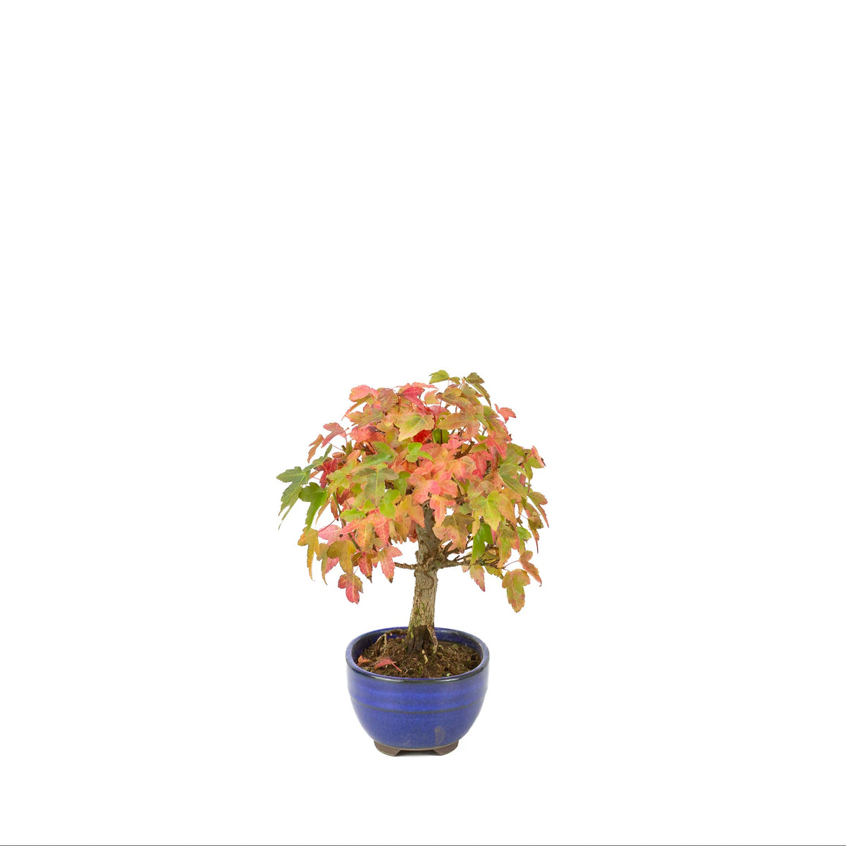Acer buergerianum (tretandet løn) blå oval potte, højde ~21 cm