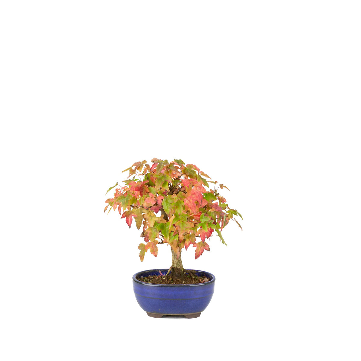 Acer buergerianum (tretandet løn) blå oval potte, højde ~21 cm