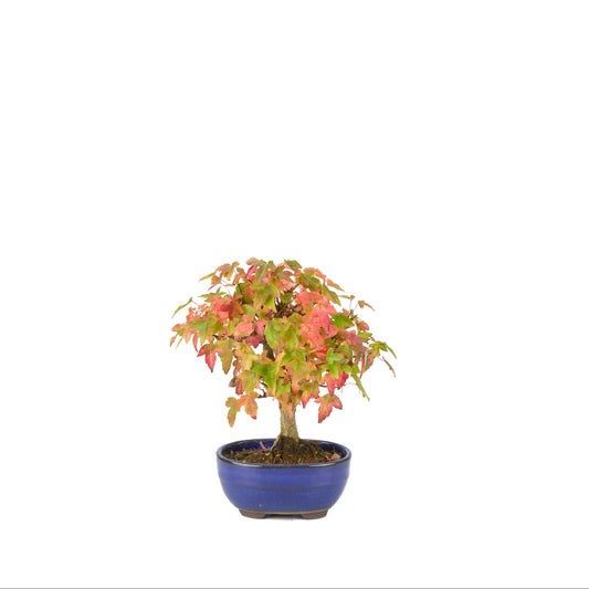 Acer buergerianum (tretandet løn) blå oval potte, højde ~21 cm