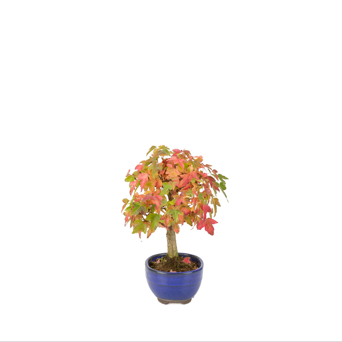 Acer buergerianum (tretandet løn) blå oval potte, højde ~21 cm
