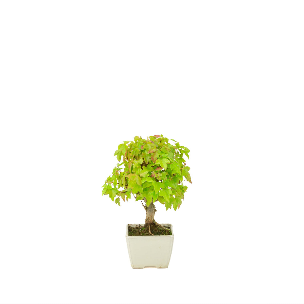Acer buergerianum (tretandet ahorn) cremefarvet firkantet potte, højde ~21 cm