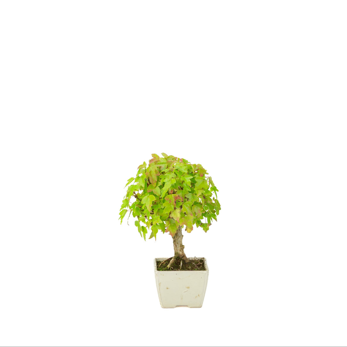 Acer buergerianum (tretandet ahorn) cremefarvet firkantet potte, højde ~21 cm