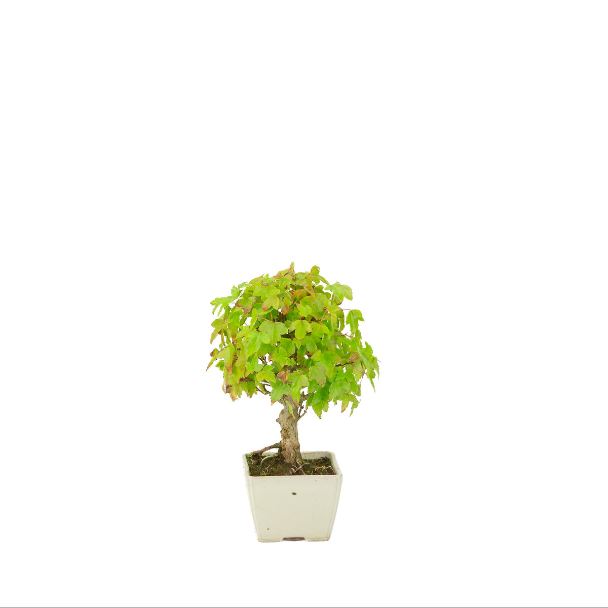 Acer buergerianum (tretandet ahorn) cremefarvet firkantet potte, højde ~21 cm
