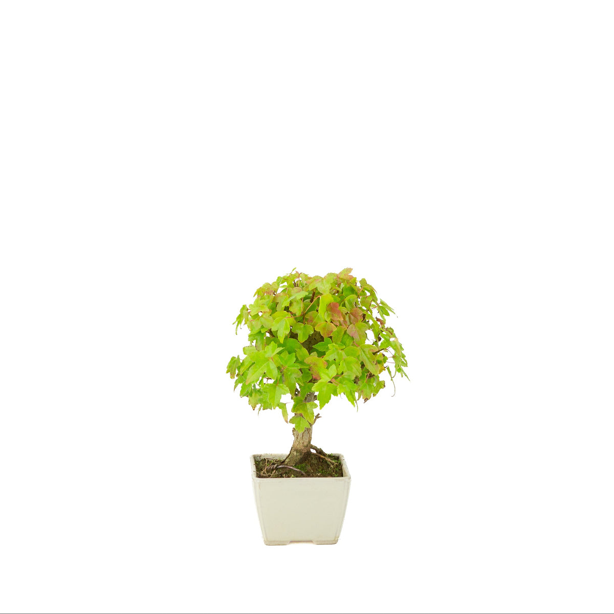 Acer buergerianum (tretandet ahorn) cremefarvet firkantet potte, højde ~21 cm
