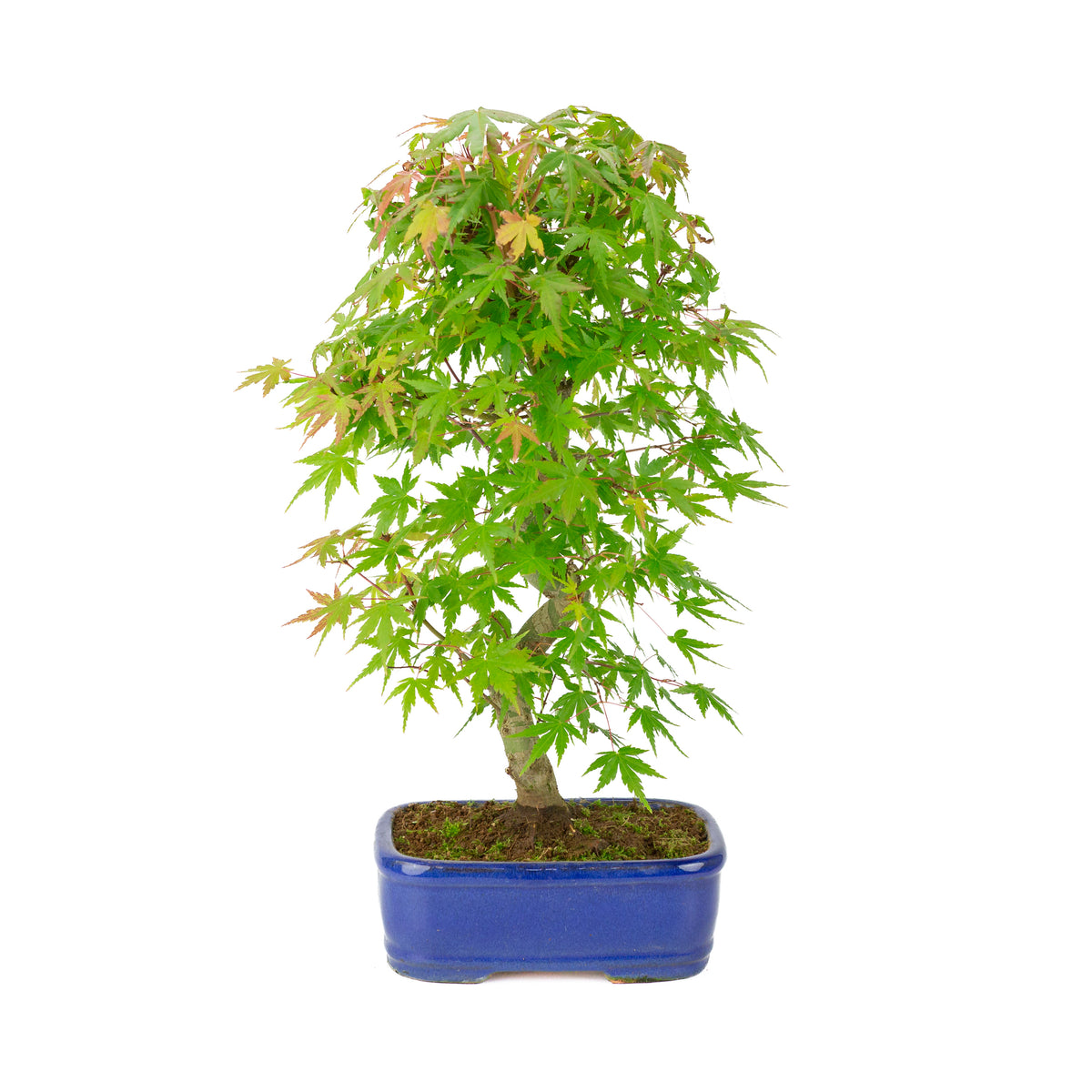 Acer palmatum 'Deshojo' (Japansk løn) blå rektangulær potte, højde ~45 cm