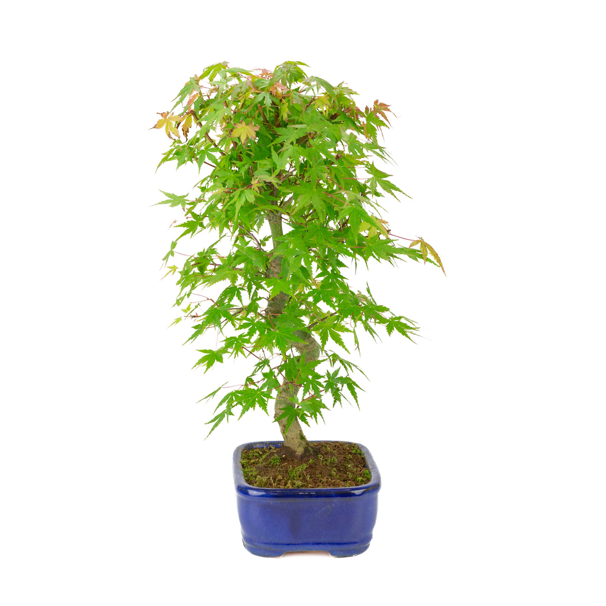 Acer palmatum 'Deshojo' (Japansk løn) blå rektangulær potte, højde ~45 cm