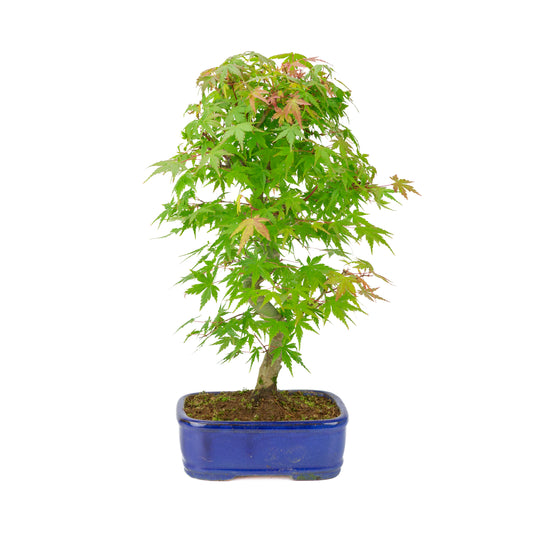 Acer palmatum 'Deshojo' (Japansk løn) blå rektangulær potte, højde ~45 cm