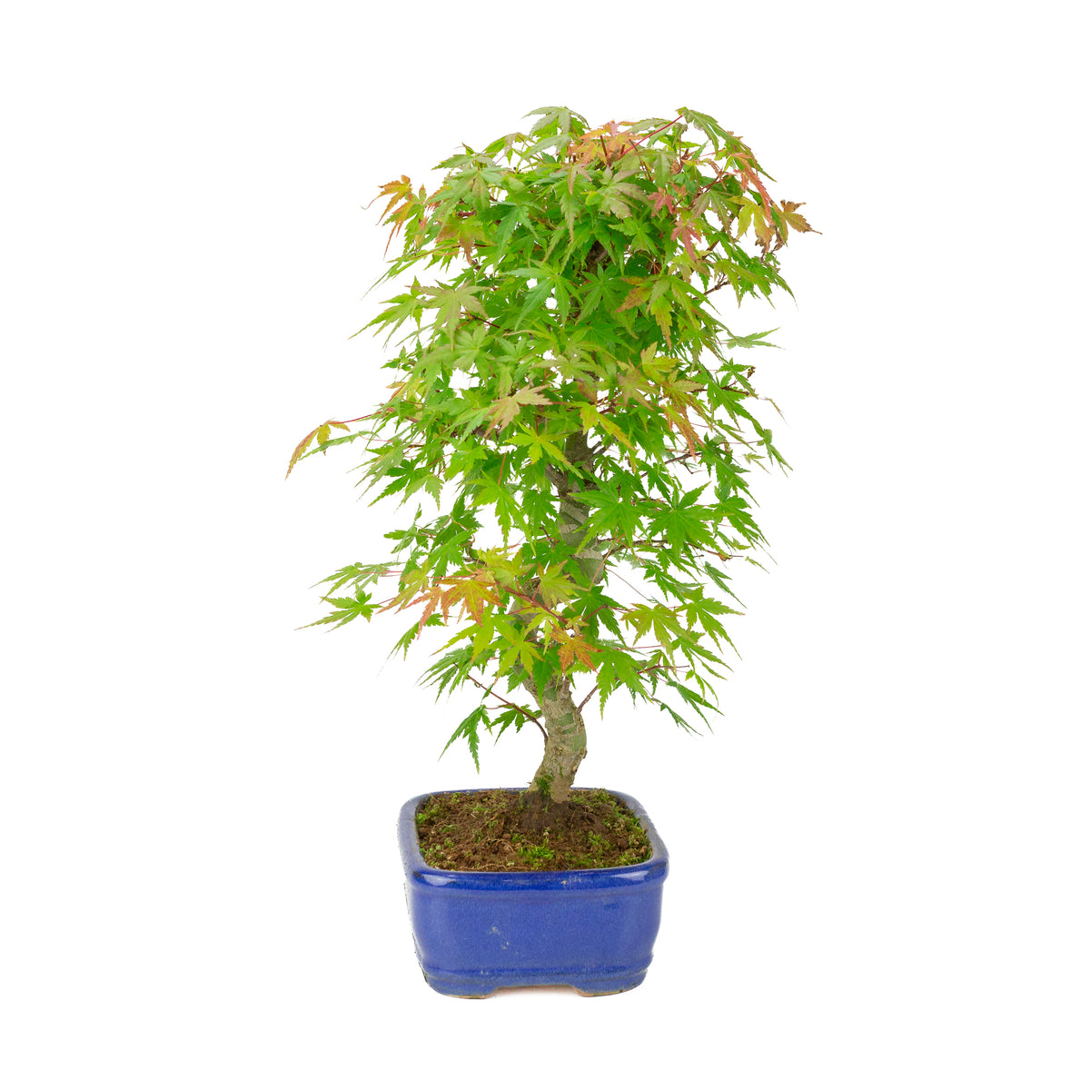 Acer palmatum 'Deshojo' (Japansk løn) blå rektangulær potte, højde ~45 cm