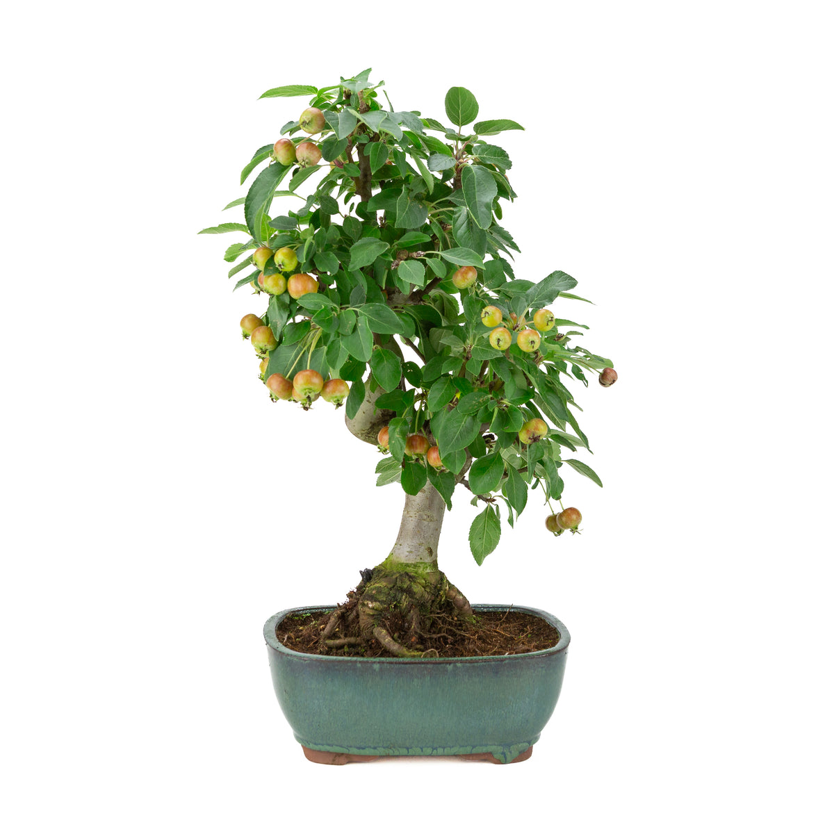 Malus halliana (æble) i grøn rektangulær potte, højde ~46 cm