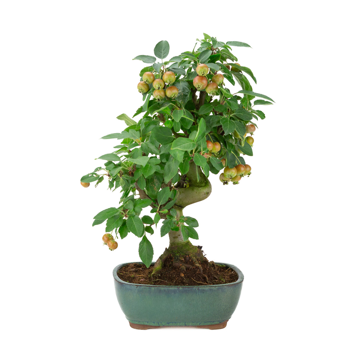 Malus halliana (æble) i grøn rektangulær potte, højde ~46 cm