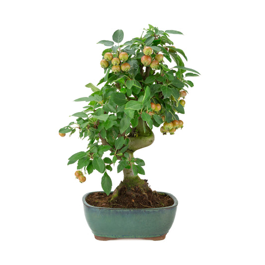 Malus halliana (æble) i grøn rektangulær potte, højde ~46 cm