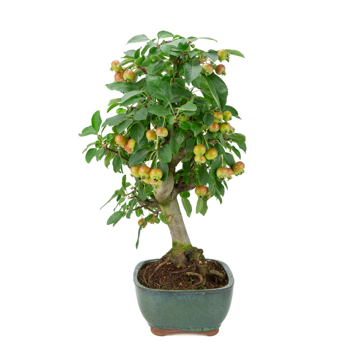 Malus halliana (æble) i grøn rektangulær potte, højde ~46 cm