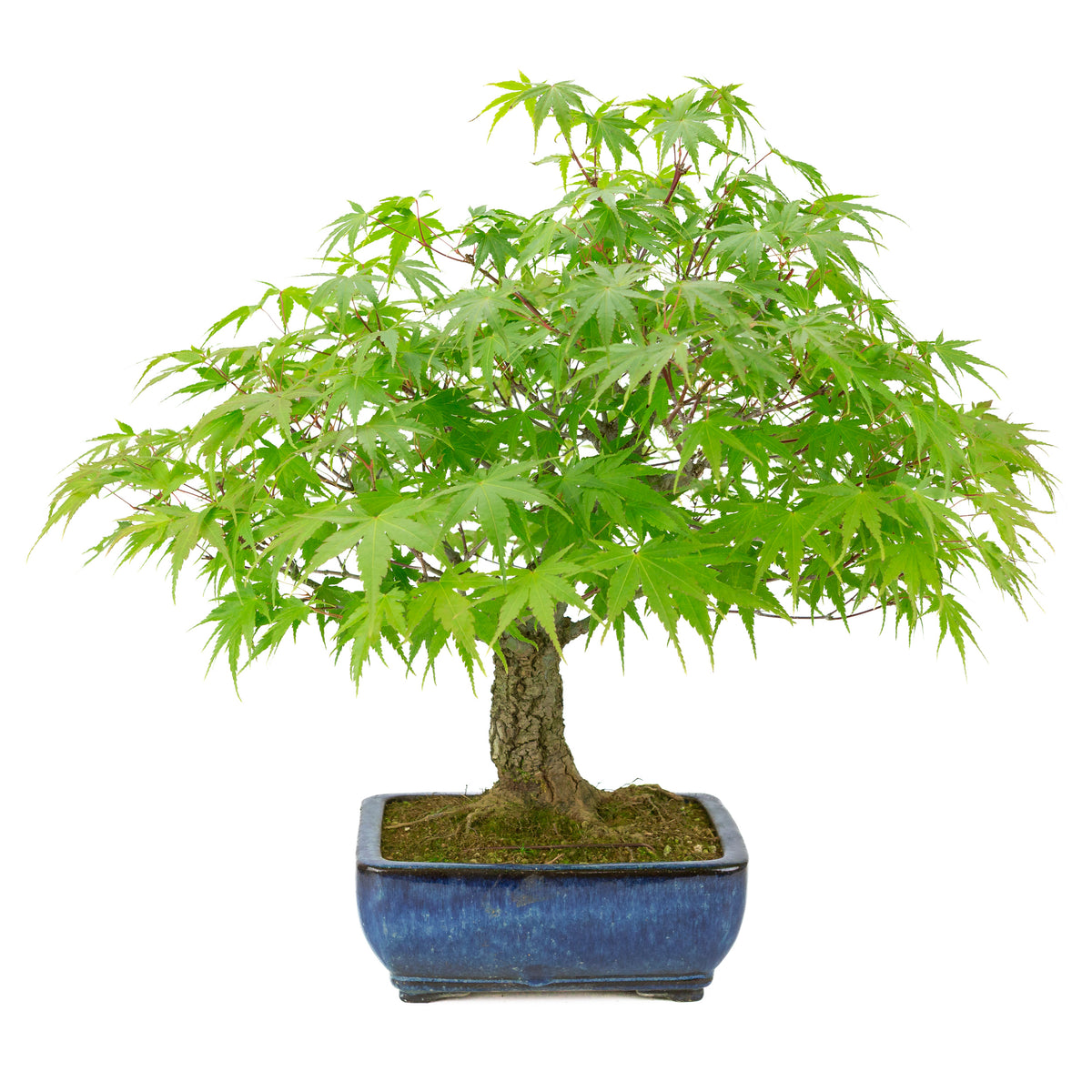 Acer palmatum 'Arakawa' (japansk ahorn) blå rektangulær krukke, højde ~46 cm