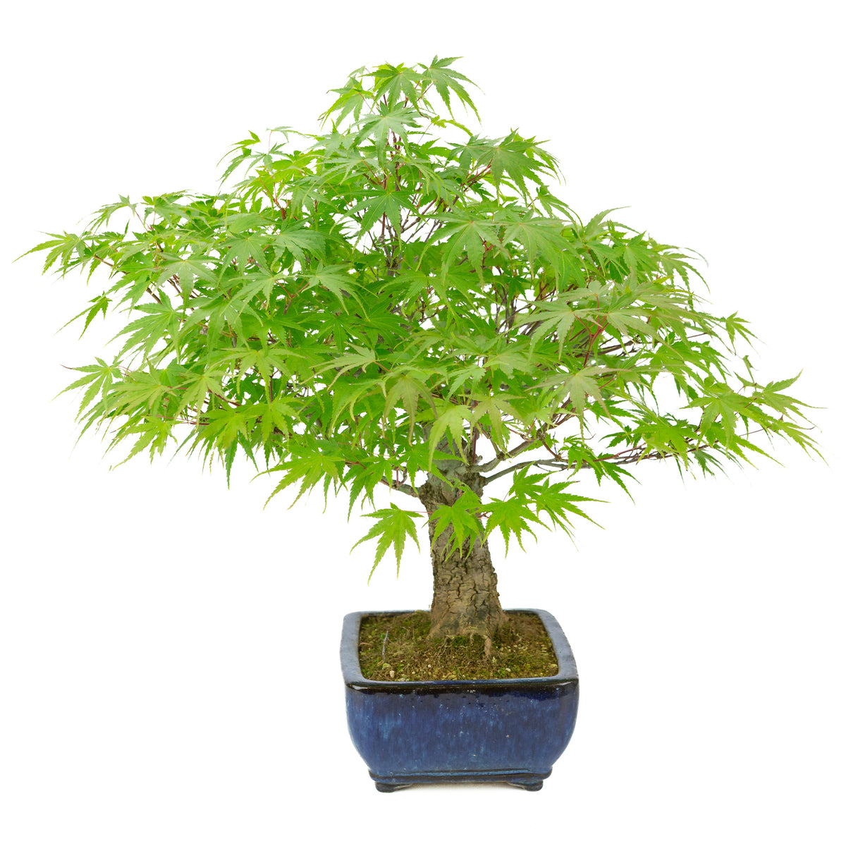Acer palmatum 'Arakawa' (japansk ahorn) blå rektangulær krukke, højde ~46 cm