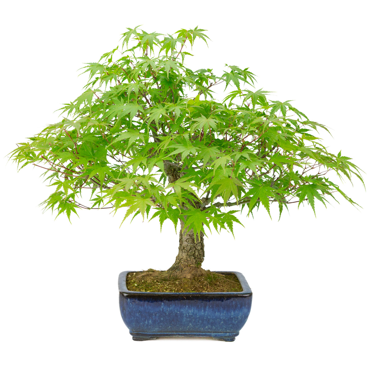 Acer palmatum 'Arakawa' (japansk ahorn) blå rektangulær krukke, højde ~46 cm