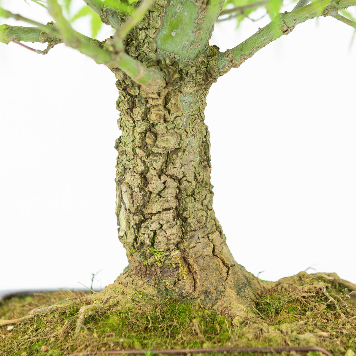 Acer palmatum 'Arakawa' (japansk ahorn) blå rektangulær krukke, højde ~46 cm