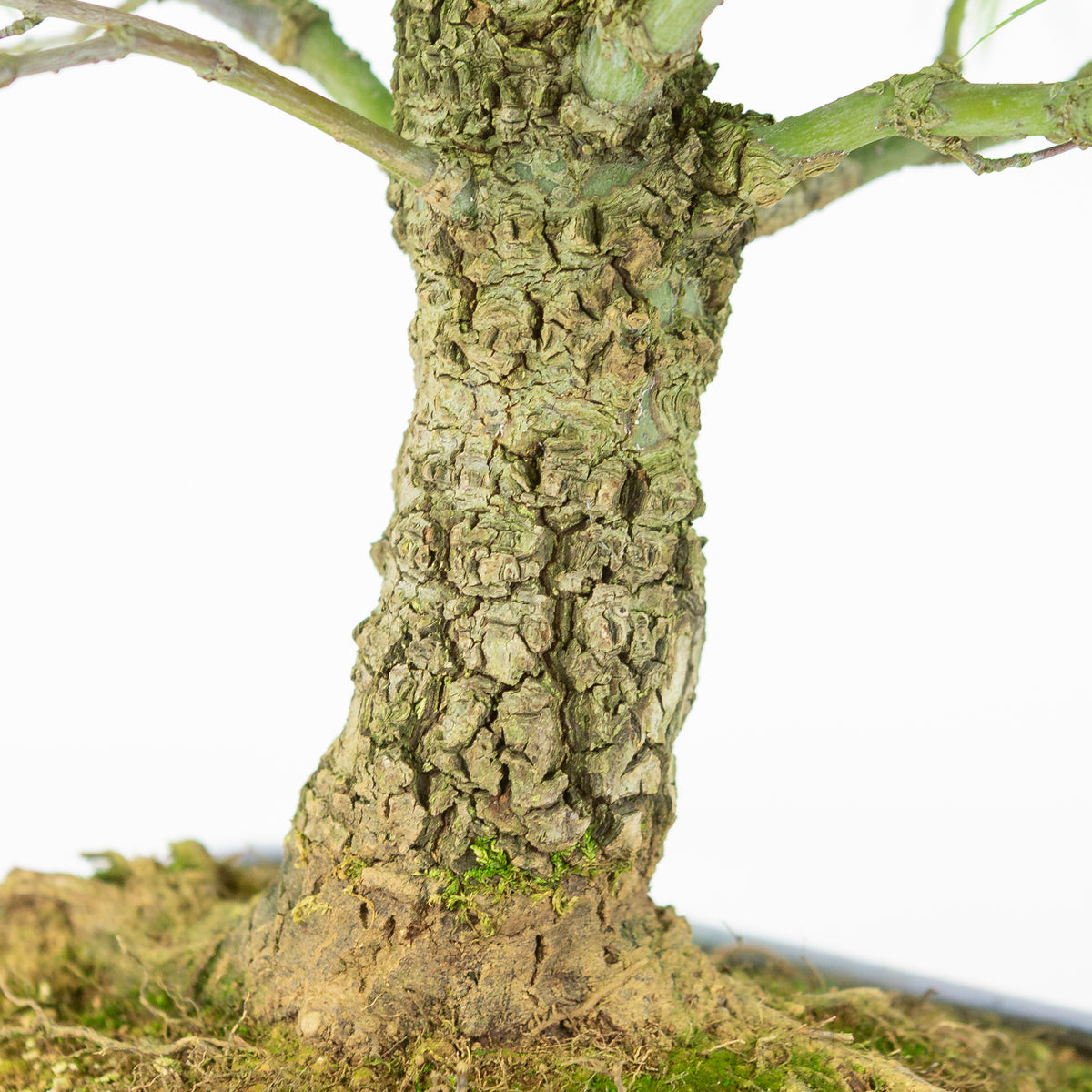 Acer palmatum 'Arakawa' (japansk ahorn) blå rektangulær krukke, højde ~46 cm