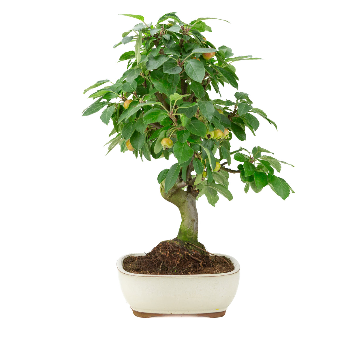 Malus halliana (æble) i creme rektangulær potte, højde ~50 cm