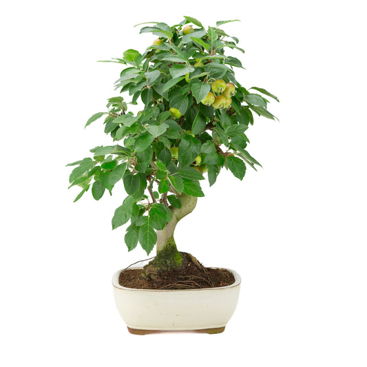 Malus halliana (æble) i creme rektangulær potte, højde ~50 cm
