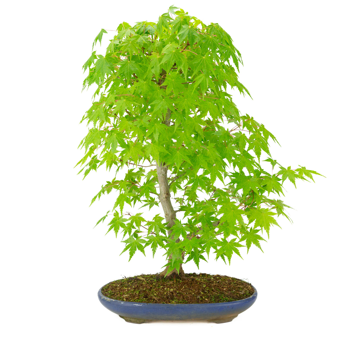 Acer palmatum (Japansk ahorn) blå oval krukke, højde ~50 cm