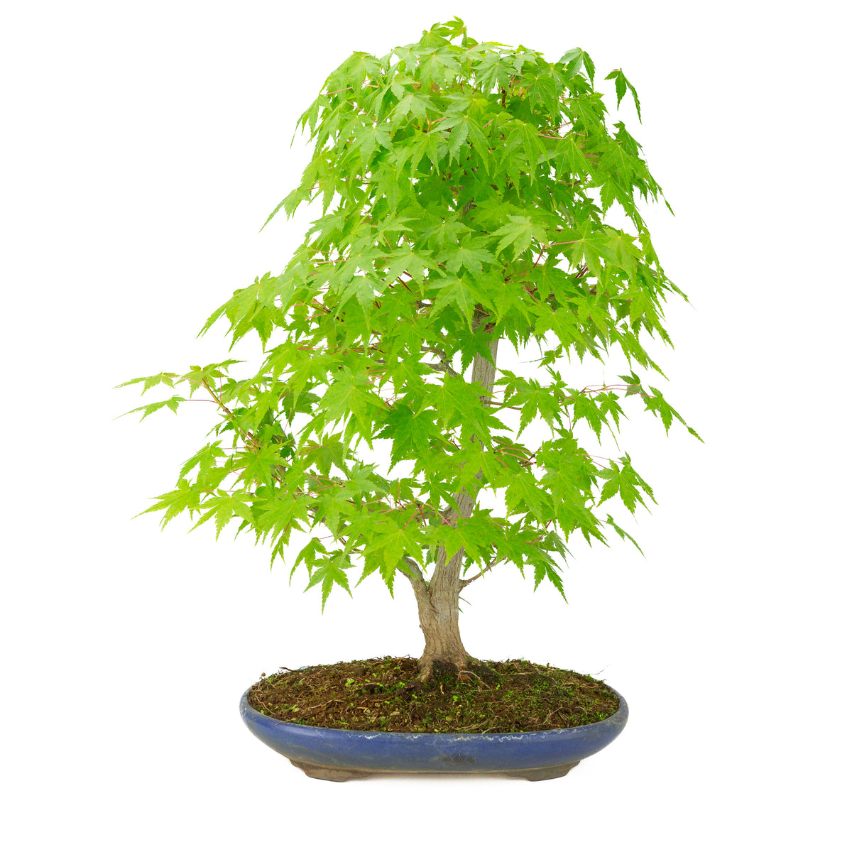 Acer palmatum (Japansk ahorn) blå oval krukke, højde ~50 cm