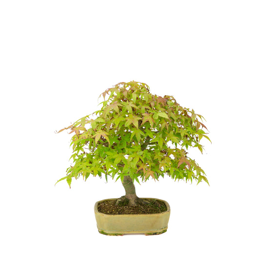 Acer palmatum Deshojo (japansk løn) beige rektangulær krukke, højde ~33 cm