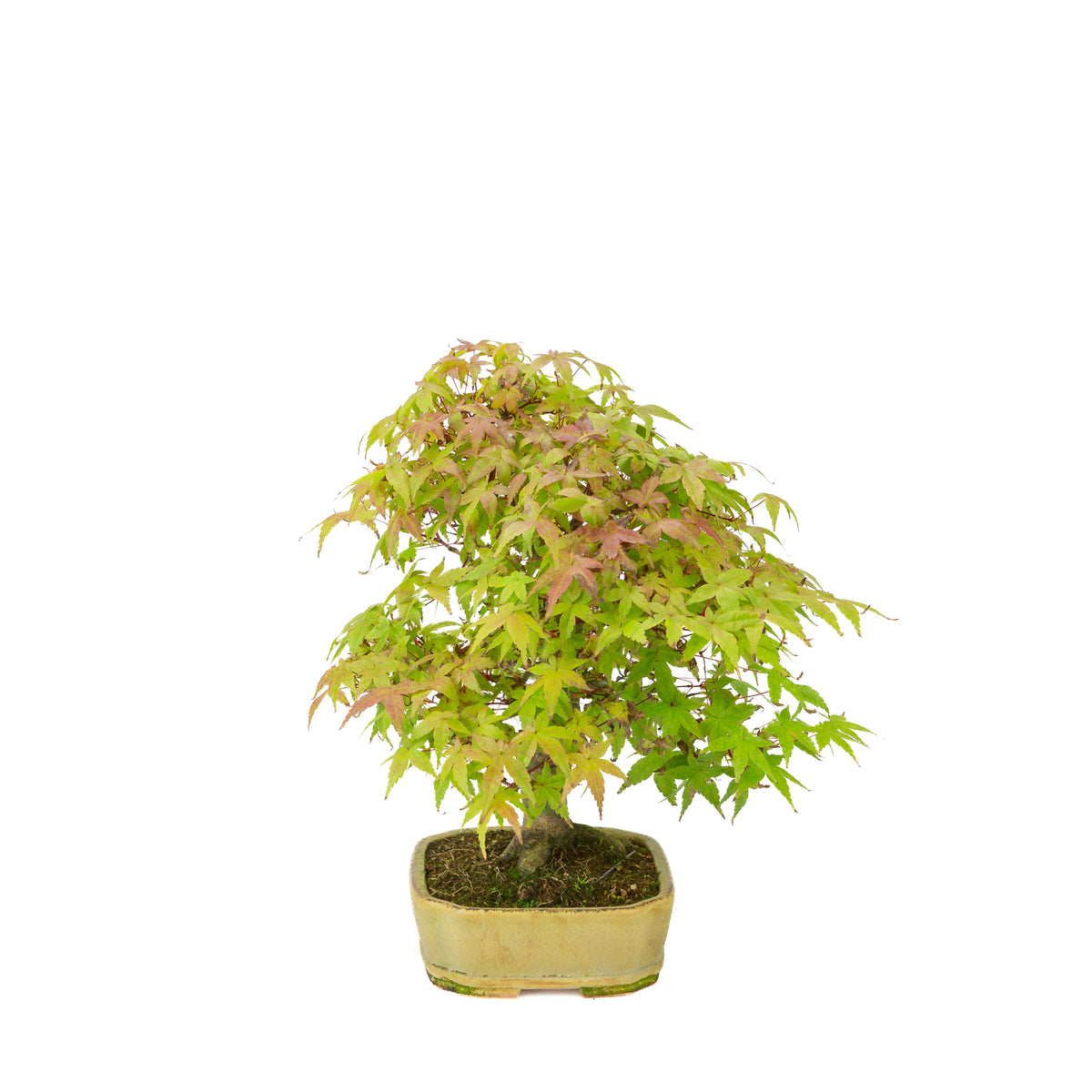 Acer palmatum Deshojo (japansk løn) beige rektangulær krukke, højde ~33 cm