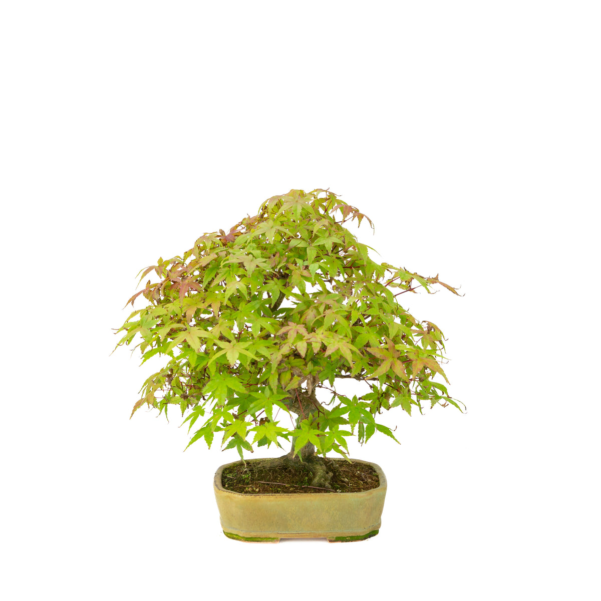 Acer palmatum Deshojo (japansk løn) beige rektangulær krukke, højde ~33 cm