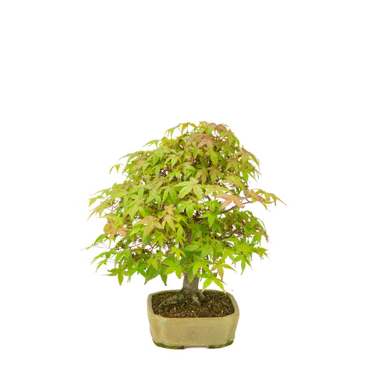 Acer palmatum Deshojo (japansk løn) beige rektangulær krukke, højde ~33 cm