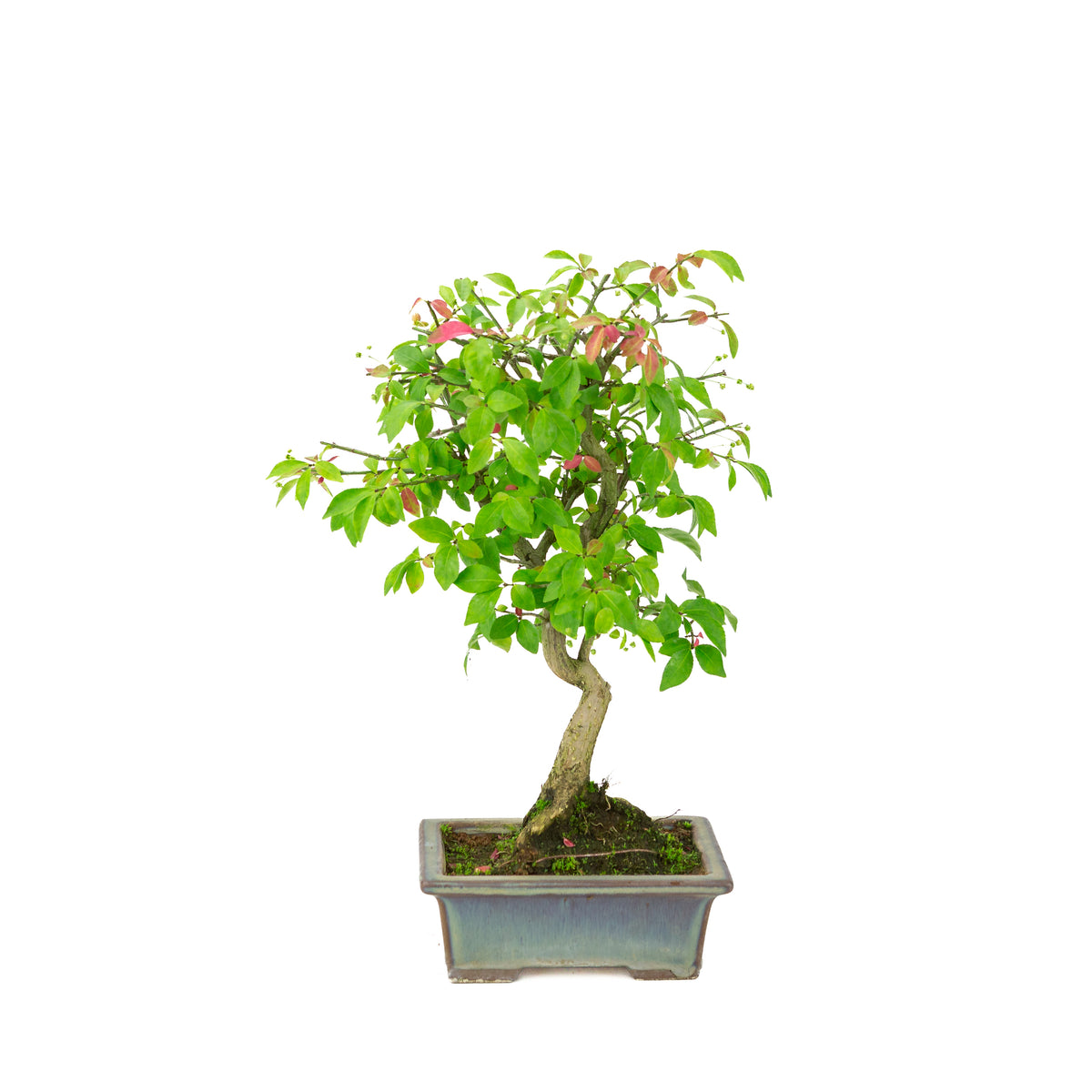 Euonymus alatus (Vinget benved) grønblå rektangulær potte, højde ~36cm
